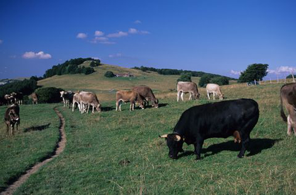 Vaches suisses près du Chalet d'alpage de Chavanne