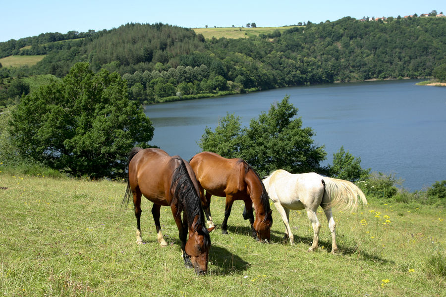 Quitation Office De Tourisme Vall E Du Tarn