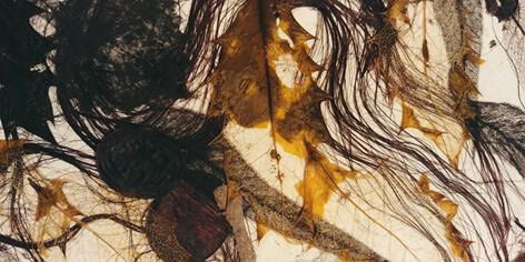 Atelier papier végétal - © M. S KOULISCHER - © M. S KOULISCHER