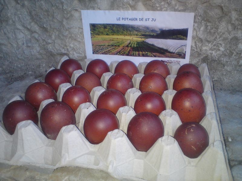 Le Potager de Saint Ju_Oeufs de poules marrans Le Potager de Saint Ju_Oeufs de poules marrans