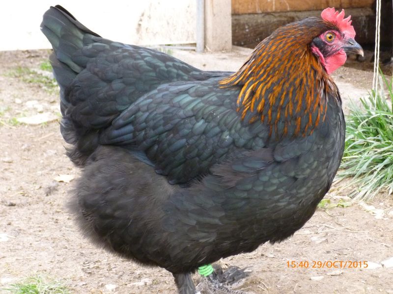 Le Potoger de Saint Ju_Poule Marrans Le Potoger de Saint Ju_Poule Marrans