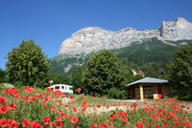 camping coquelicots