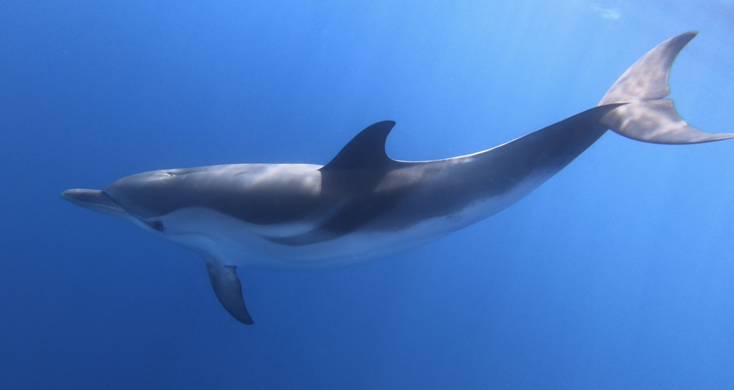 rencontre avec les dauphins mandelieu