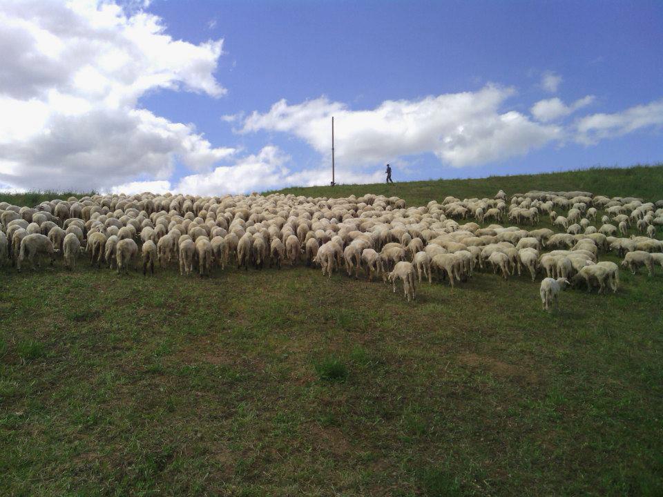 Moutons © Bergerie de Cap'Découverte