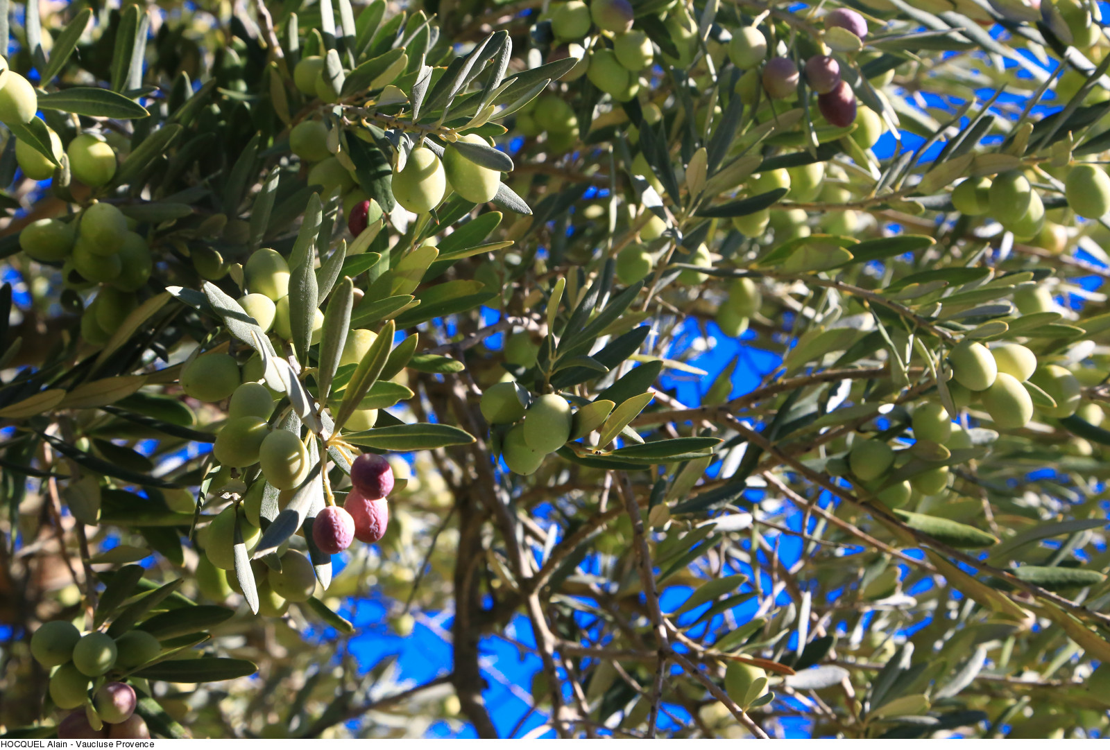 Olives sur l'olivier