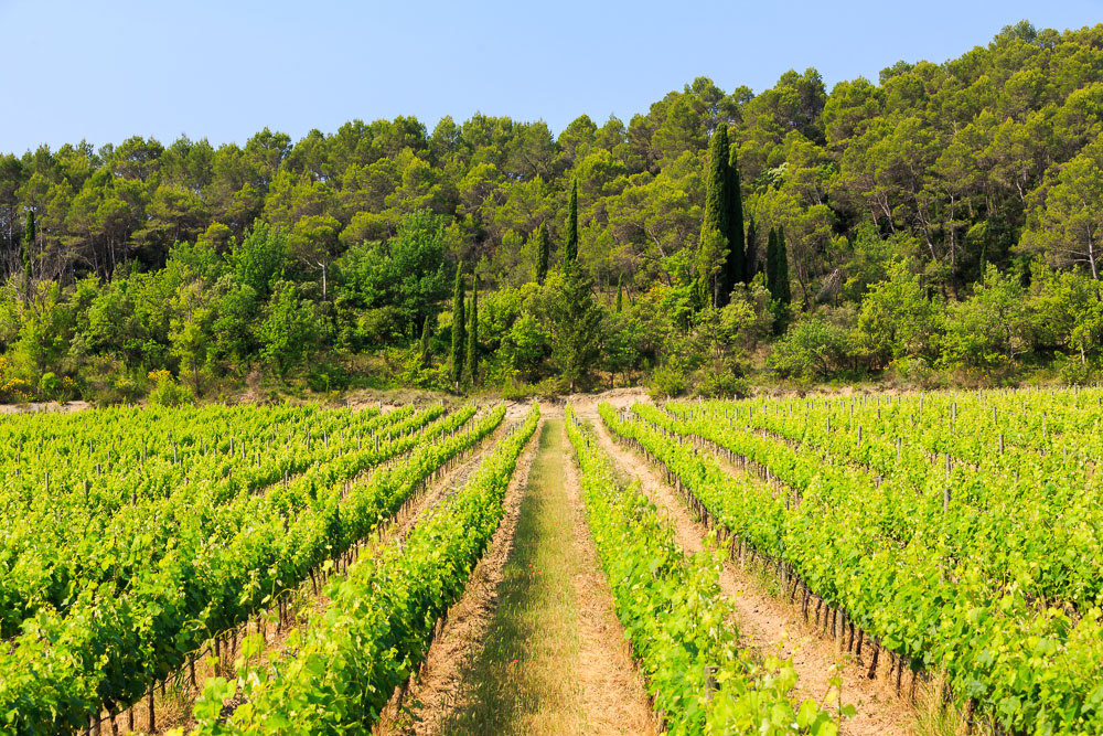 Domaine des Sarrins Terroir SaintAntoninduVar Dracénie Tourisme