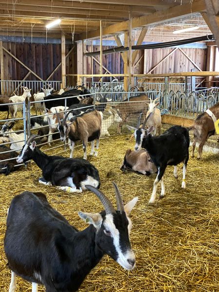 Witness the goat milking !