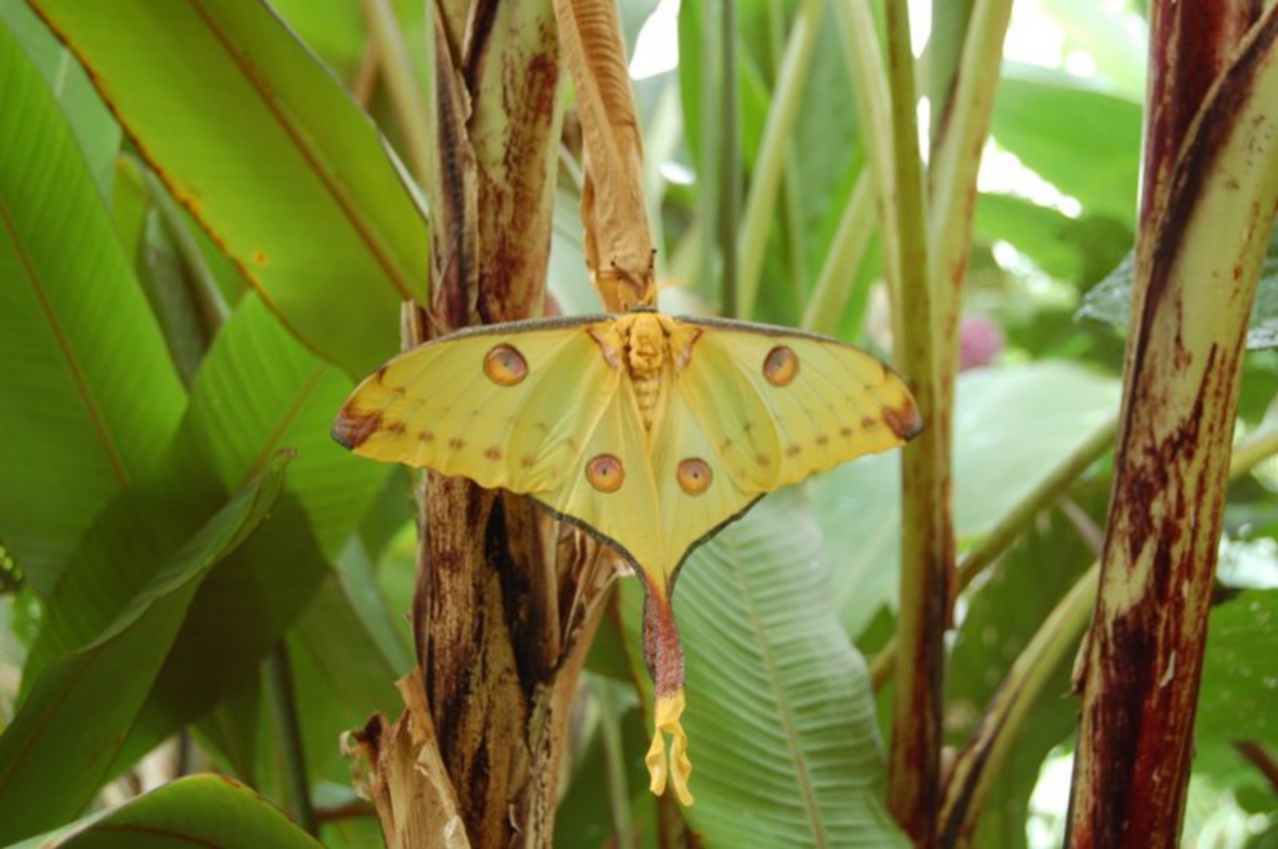 Le Carbet Amazonien, ferme aux papillons