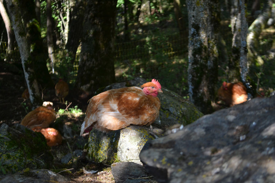 Ferme de la Mourière, producteur de volailles - © Ferme de la Mourière Ferme de la Mourière - © Ferme de la Mourière