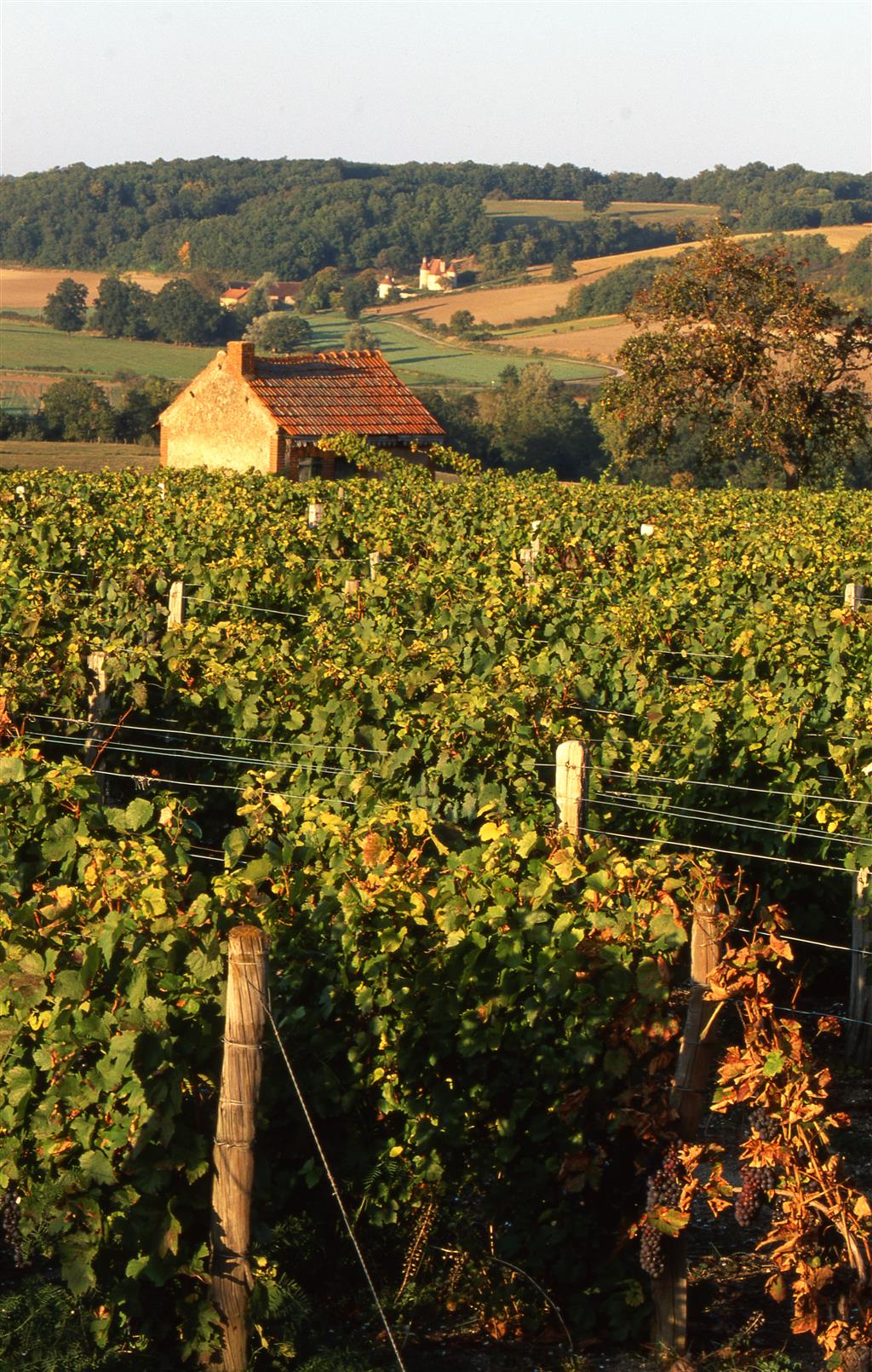 Les Vignes De Saulcet Saulcet