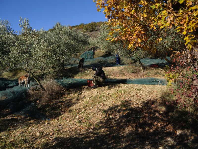 Visite du Domaine Oléicole Pontet Fronzèle - Lagorce