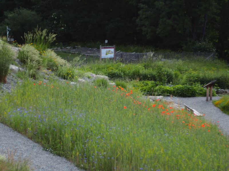 Lumière du soir sur les messicoles du jardin alpin - © Sophie Vialatte-Bissuel - CBNA messicoles nocturnes - © Sophie Vialatte-Bissuel - CBNA