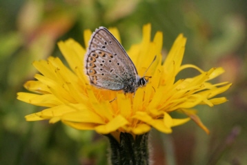 Fleur papillon