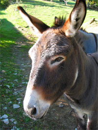 Ferme Morin à Pommerol