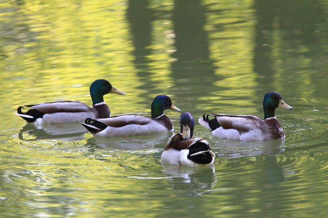 Etang Les Essarts
