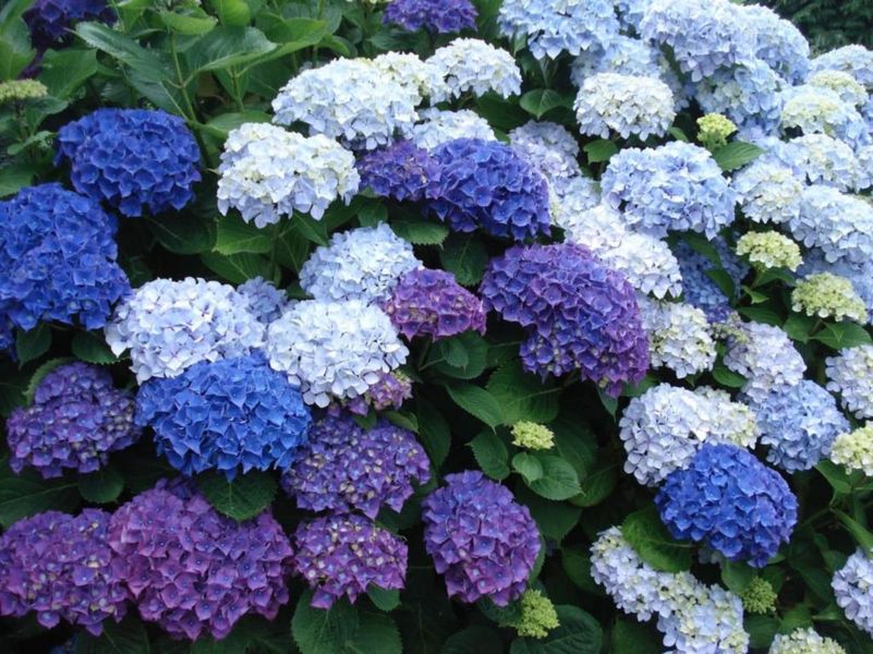 Hortensias bleus