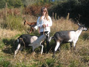 chevres_des_Savoies_1