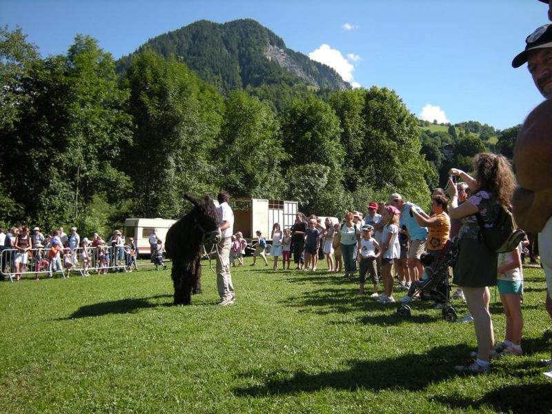 Fête de la race mulassière à Flumet