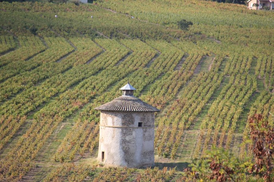 Pigeonnier Chateau La Palud  Sentier Viticole Quincié