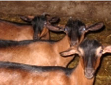 gaec des ierres blanches