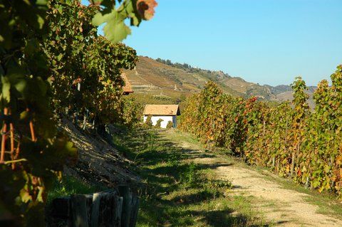 Vignes du Domaine Coursodon