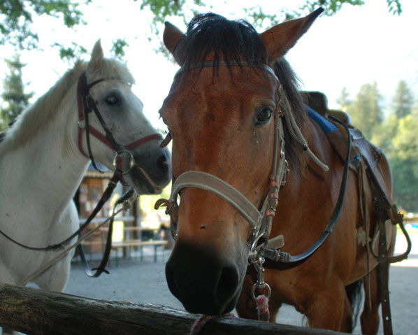 chevauxVLuzinier-(10)