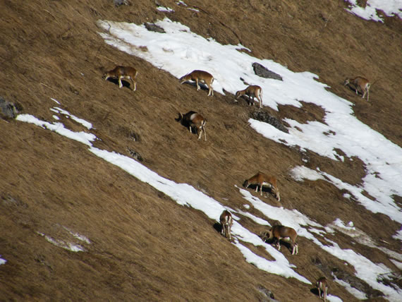 Sortie chamois et mouflons