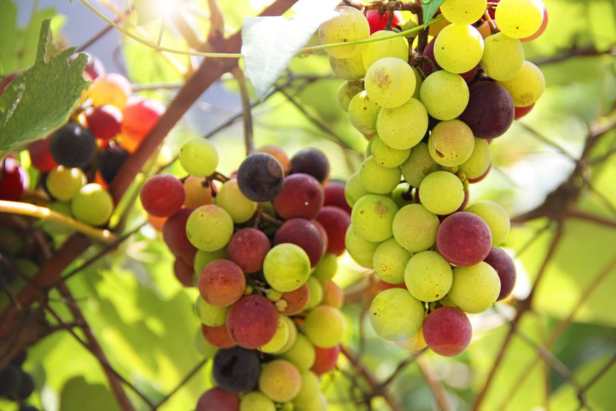 Fête des Vins du terroir AOC Côtes de Provence La Londe