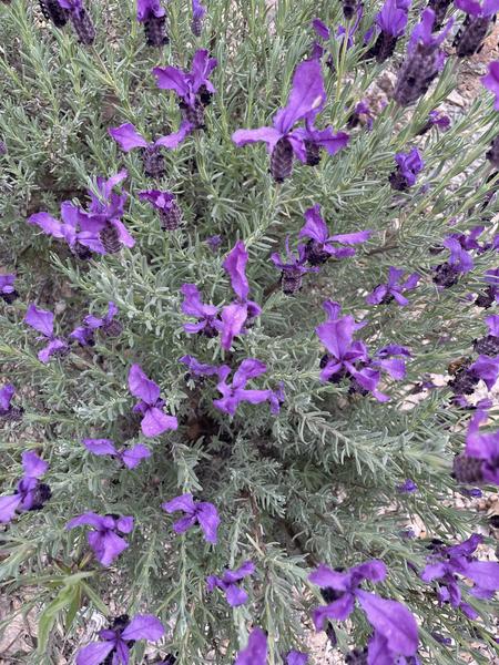 Randonnée découverte de la flore méditerranénne avec guide SAB Esterel_Roquebrune-sur-Argens