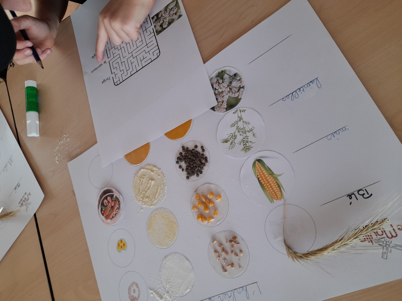 Atelier 7-12 ans "mon herbier de céréales !"