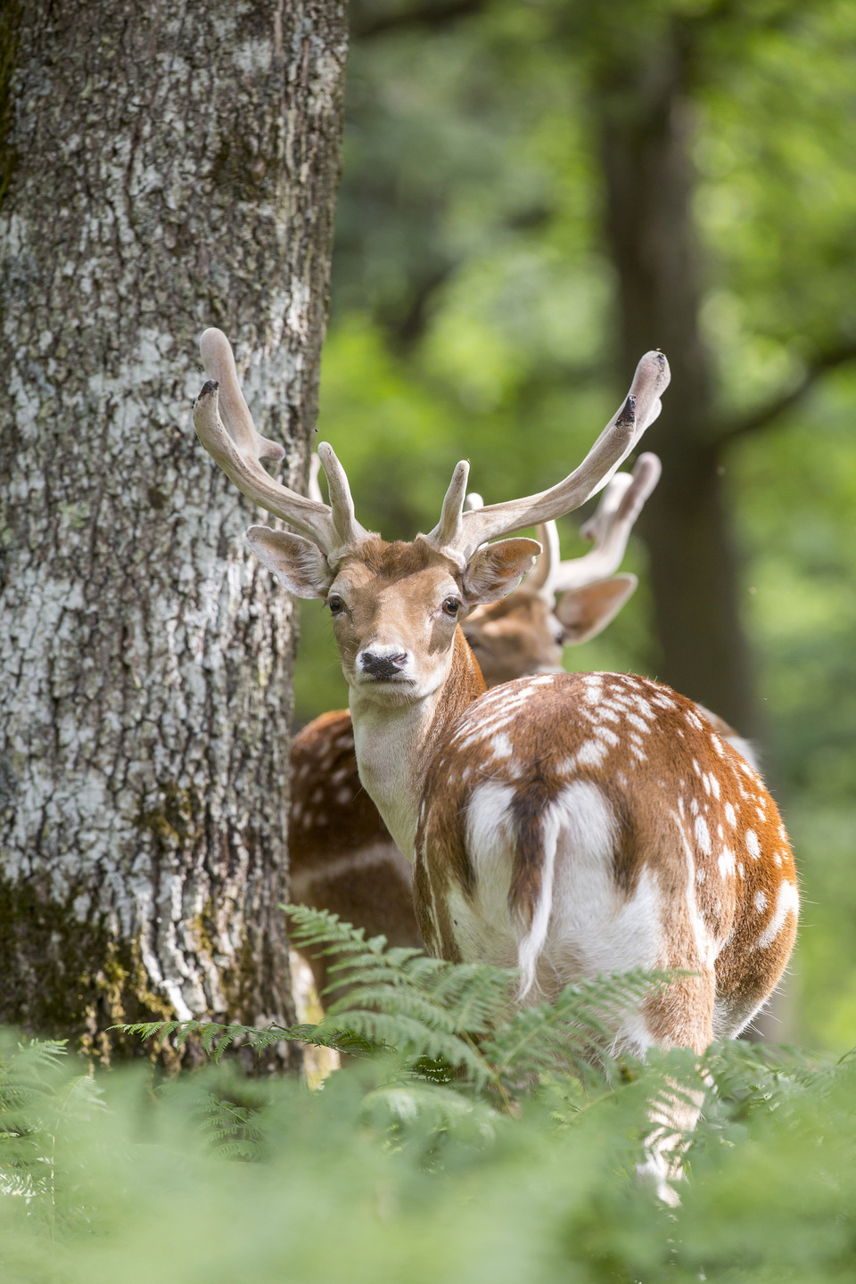 Visite Groupe : Journu00e9e du00e9couverte Faune sauvage_Saclay