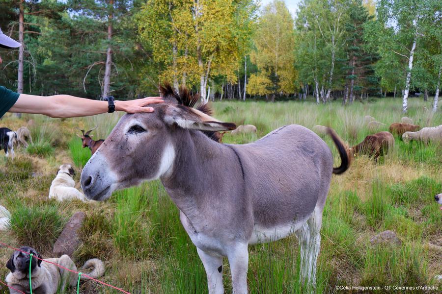 Soirée pastorale avec le berger_Montselgues