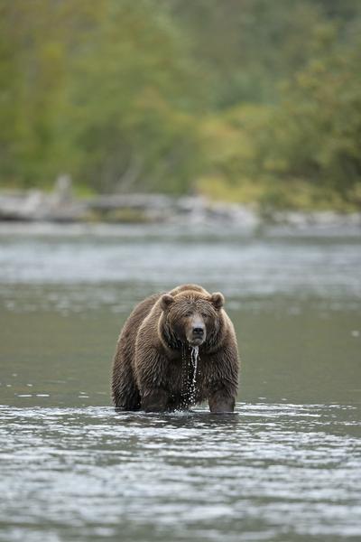 Exposition “KODIAK, l'île des grands ours” - Geoffrey Garce - Festival Du Film Nature_Saint-Gervais-les-Bains
