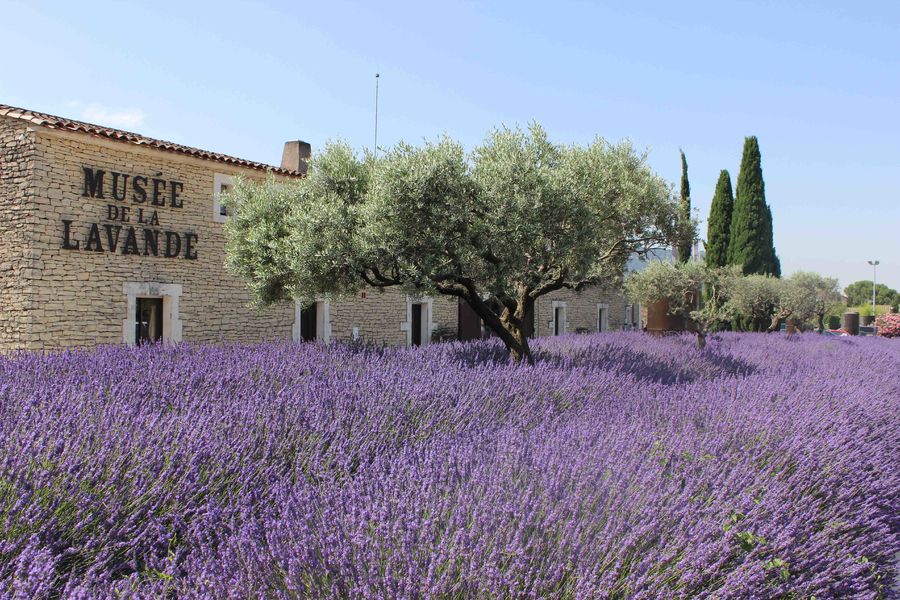 Musee_de_la_lavande_Luberon (4)