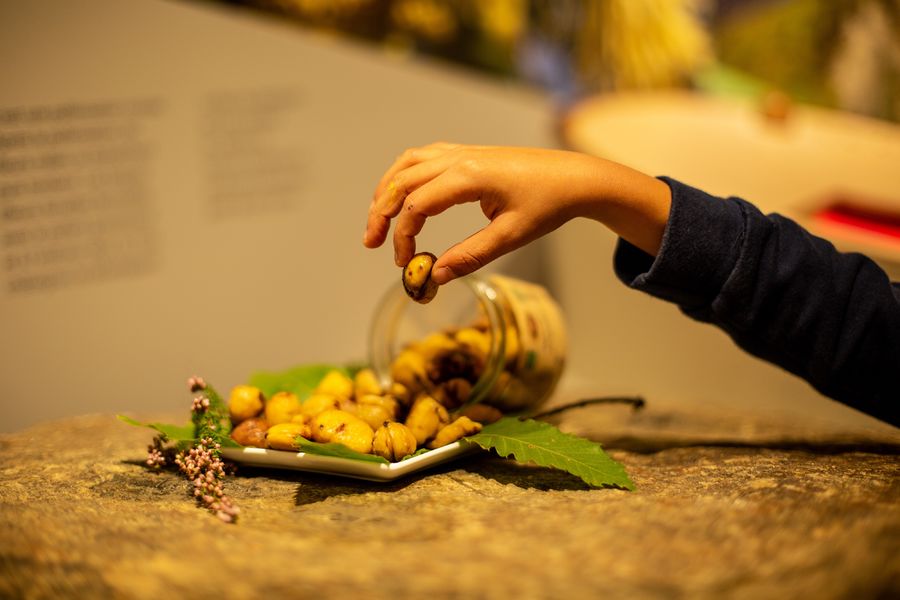 Dégustation Châtaigne
