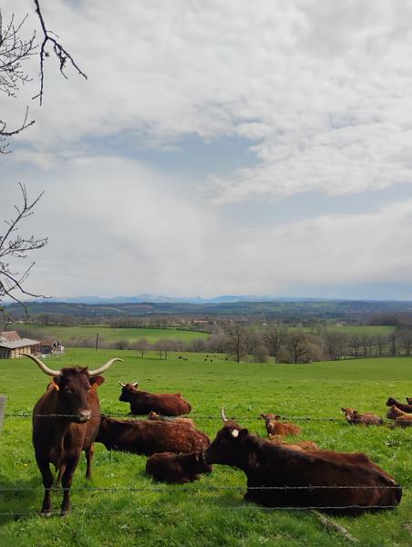 Balade à vélo - Montagne & Fromage