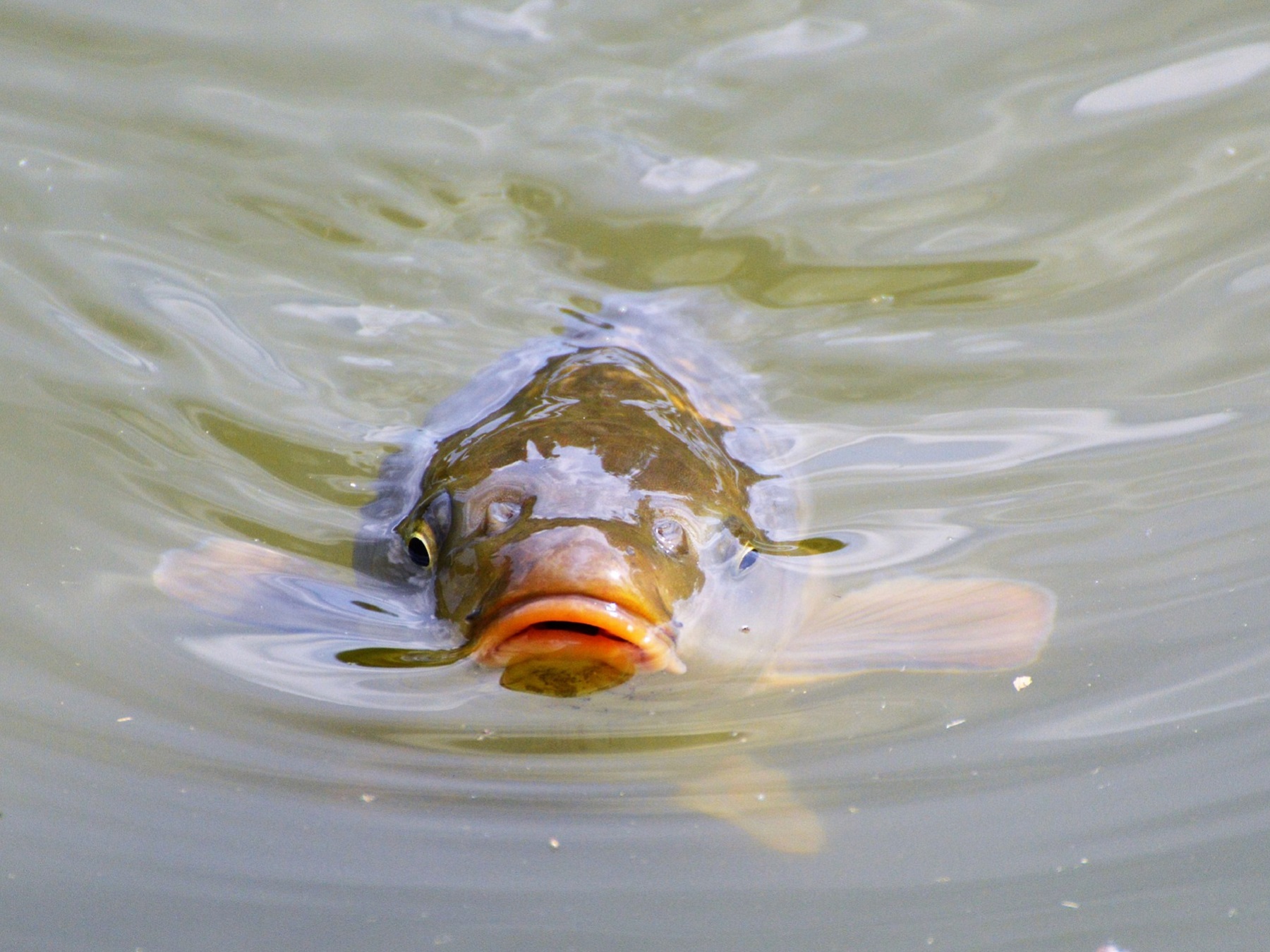 Parcours pêche de la carpe de nuit - Rivière du Moulin des Marais