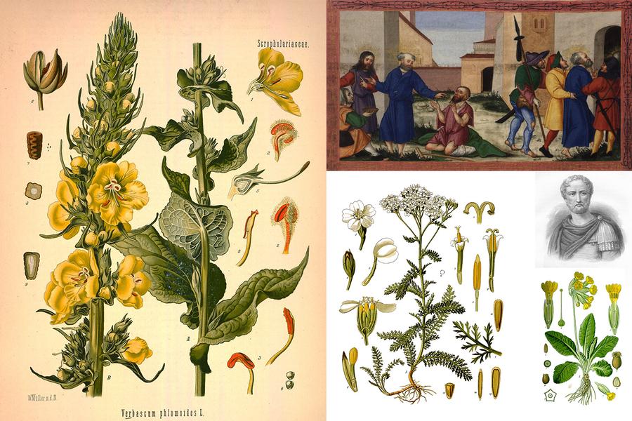 Visite 'Ce que nous raconte le nom des plantes'
