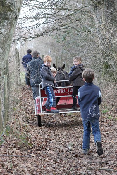 Balades à dos d'âne et en sulky