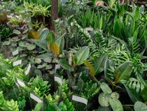 Diaporama conférence botanique_Feurs