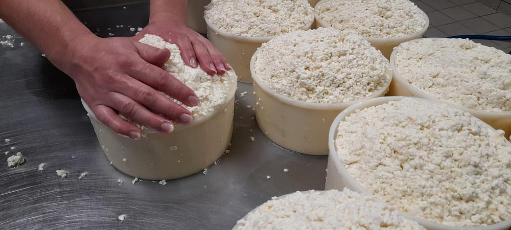 Production de fromage à la ferme_Cordon