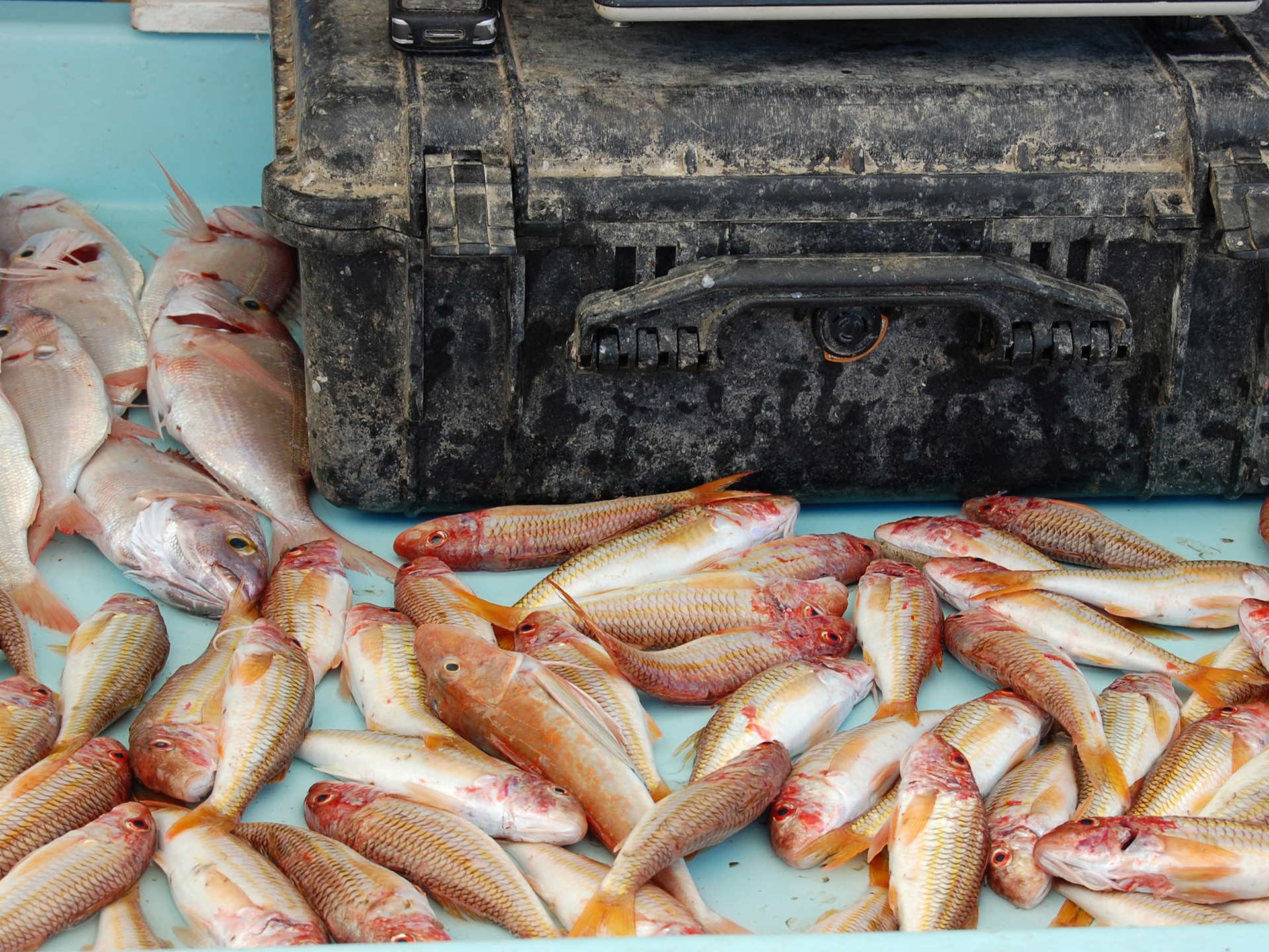 Marché aux poissons en direct sur le port