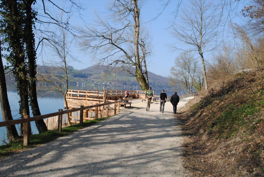 Chemin du bois d'amour