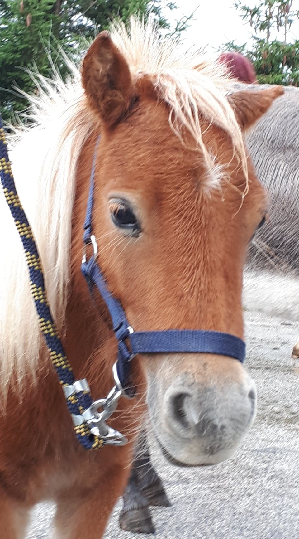 Concours de chevaux
