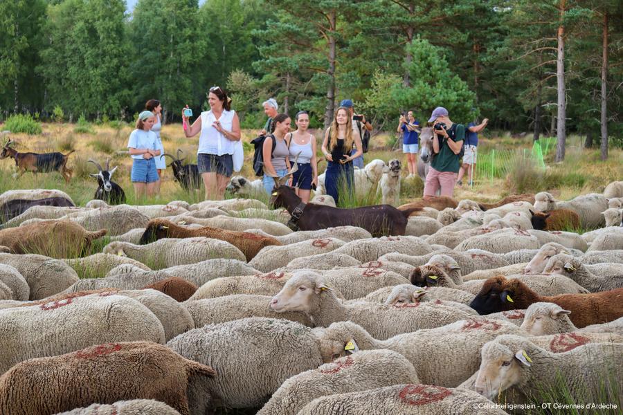 Soirée pastorale avec le berger_Montselgues