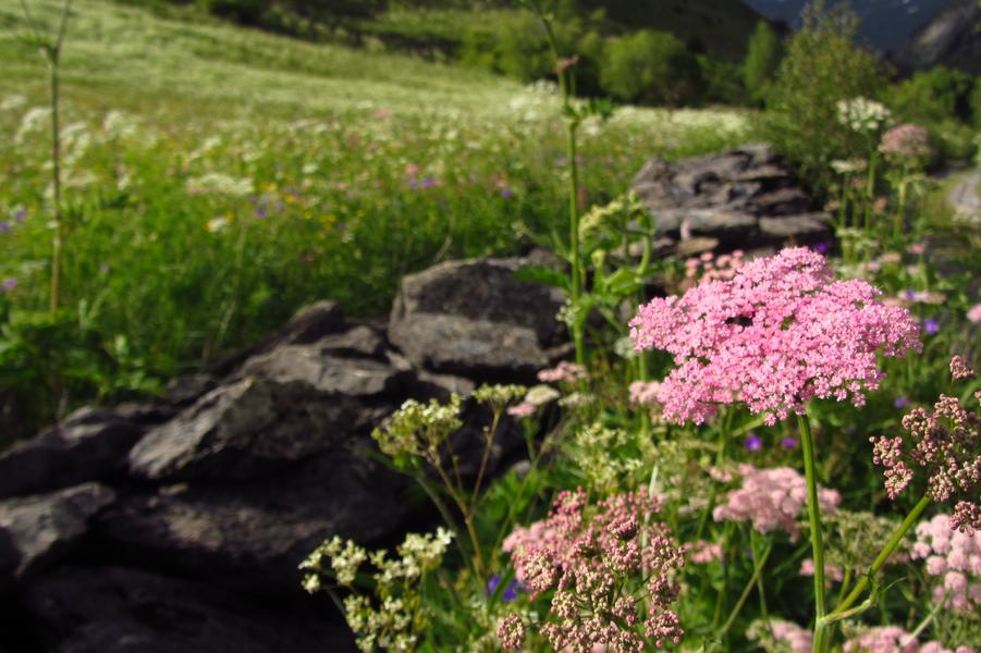 Sur le chemin du mont Grêle