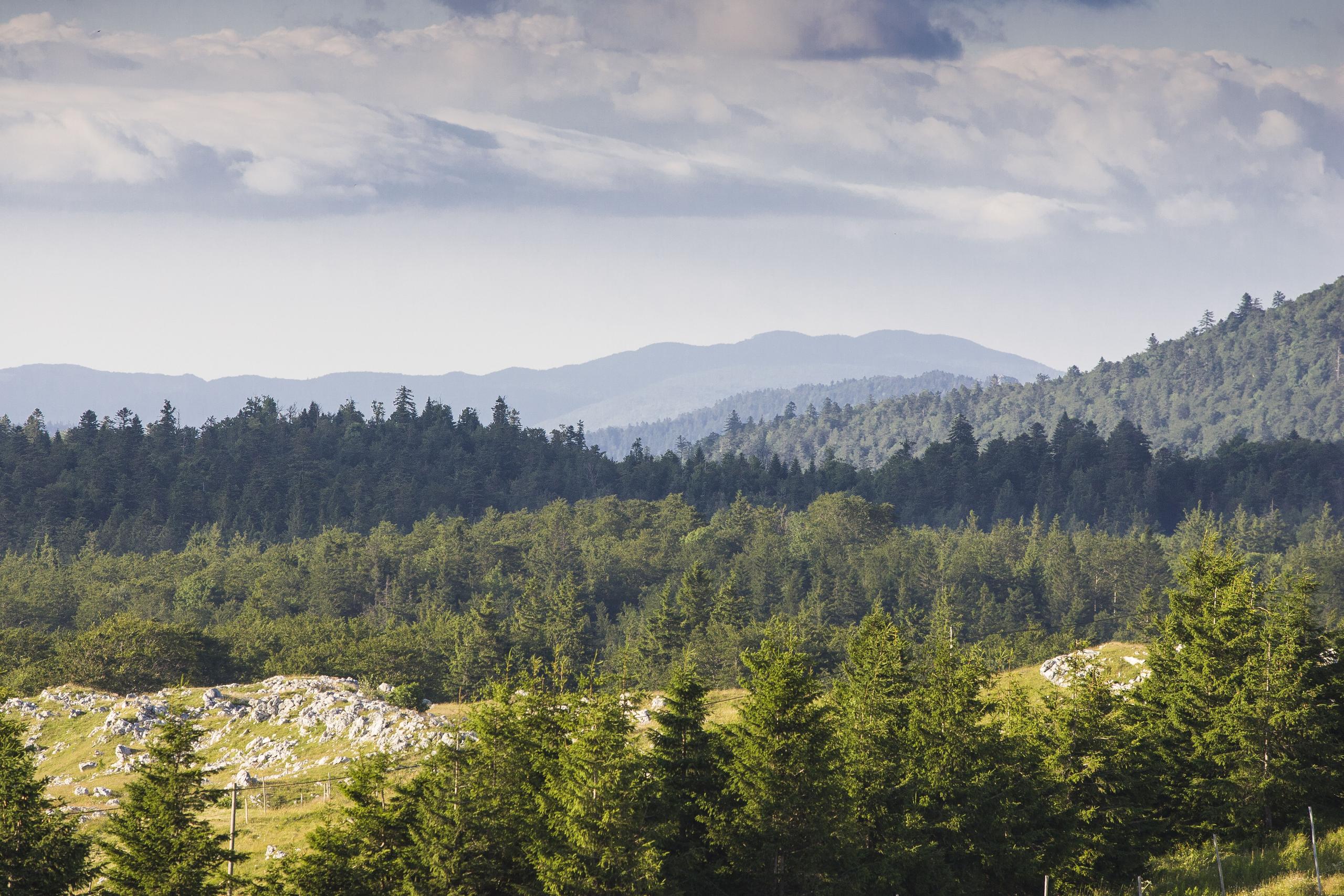 Forêt de Lente vue d'en haut