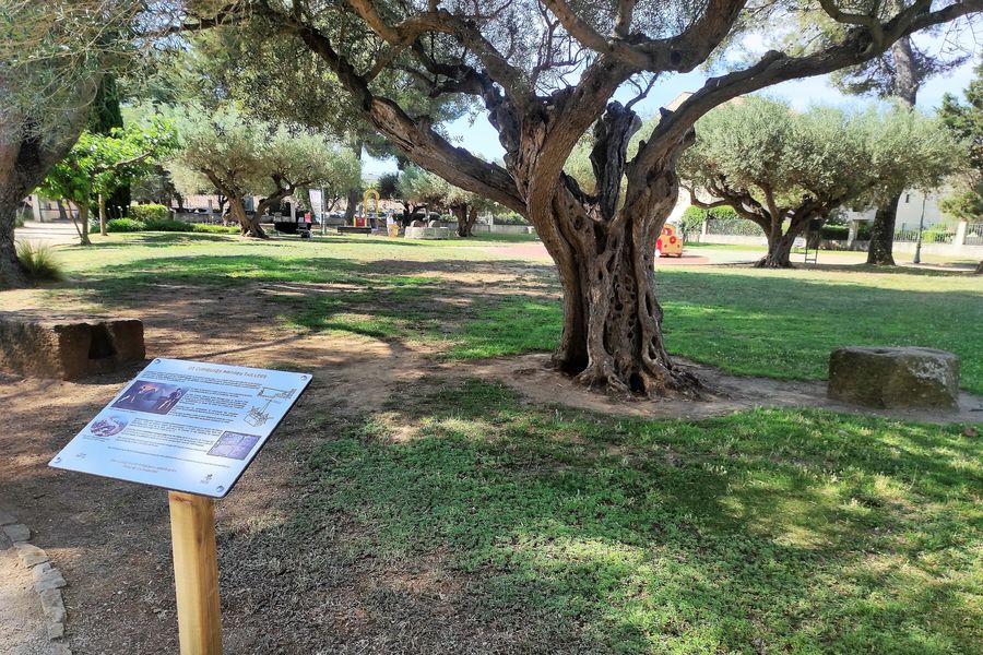 Vestiges d'huileries et panneau d'interprétation au Jardin des oliviers