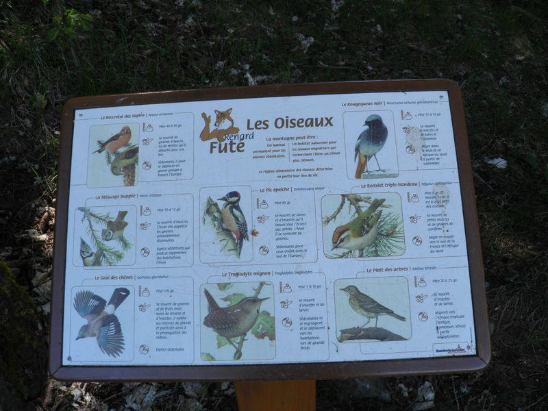 Le chemin du renard futé