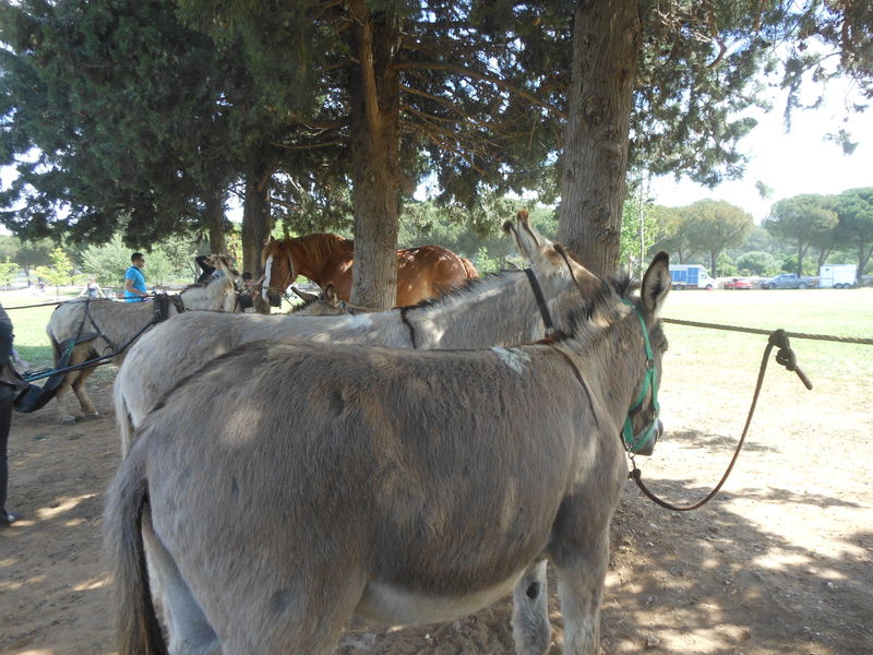 Nature en fête à La Londe les Maures